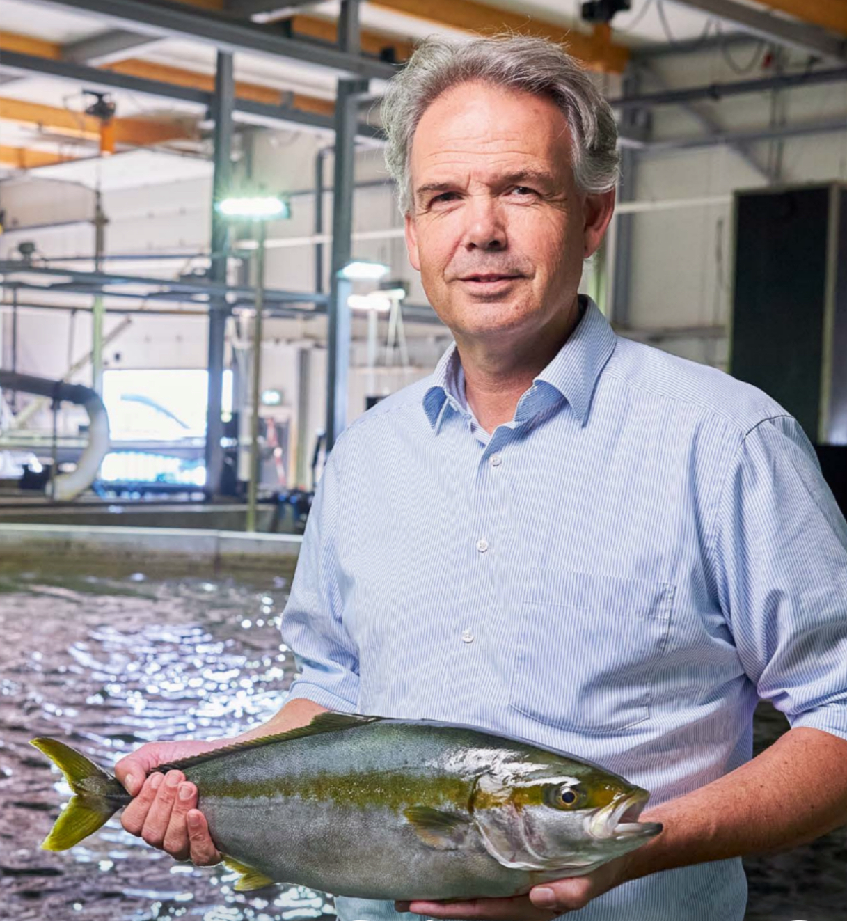 Dutch kingfish
